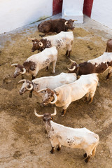 Toros Cabestros En El Corral