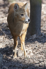 Fototapeta premium Chinese water deer (Hydropotes inermis inermis)