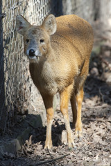 Fototapeta premium Chinese water deer (Hydropotes inermis inermis)