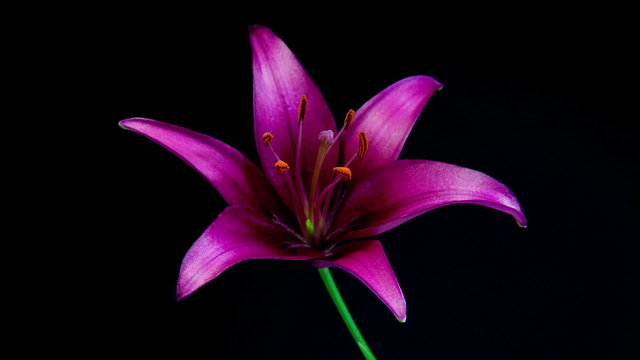 Purple lily blooming timelapse