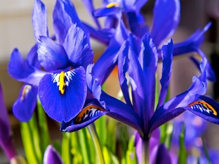 Iris bleu et crocus violet en parterre de fleurs au printemps.