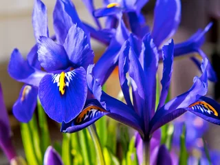 Foto auf Acrylglas Iris Blaue Iris und lila Krokusse im Blumenbeet im Frühjahr.