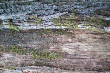 Green moss on tree texture