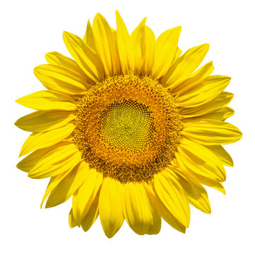 Sonnenblume vor weissem Hintergrund