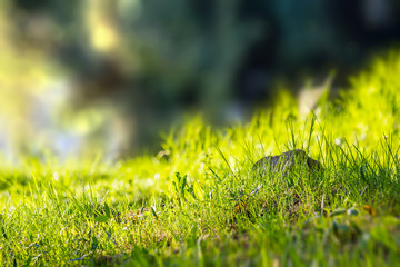 forest glade in  shade of the trees