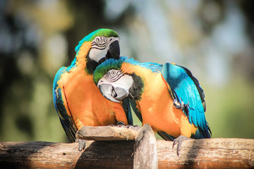 Birds in love