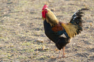 Portrait l rooster