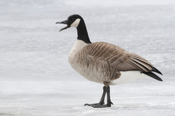Canada Goose Calling on a Frozen River