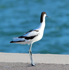 avocette élégante