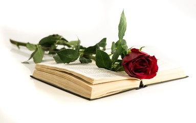red rose lies on the open book