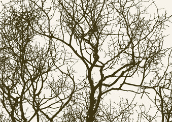 silhouette of spring tree