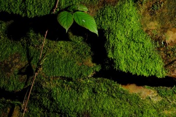 Mossy rock with leaf