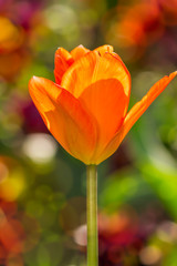 orange tulip on color blurred background