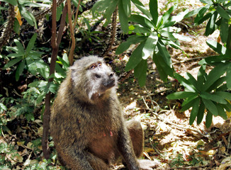 A Wild Baboon observing the tree