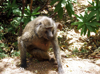 A Wild Baboon sitting under a tree