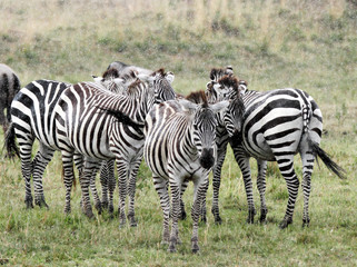 Fototapeta na wymiar A herd of zebras enjoying the rain