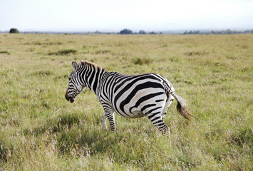 Fototapeta na wymiar A beautiful zebra in the Ol Pejeta Conservancy