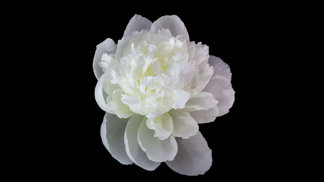 White peony flower blooming timelapse