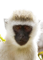 A portrait of beautiful African Vervet monkey