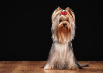 Naklejka premium yorkie puppy on table with wooden texture