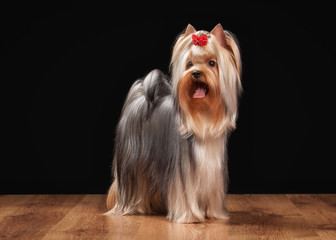 Naklejka premium yorkie puppy on table with wooden texture