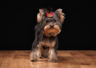 yorkie puppy on table with wooden texture