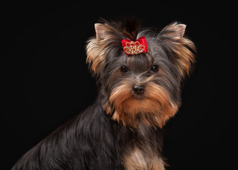 Naklejka premium yorkie puppy on table with wooden texture