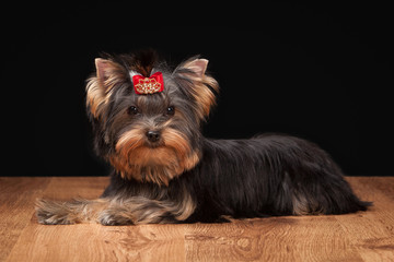 yorkie puppy on table with wooden texture