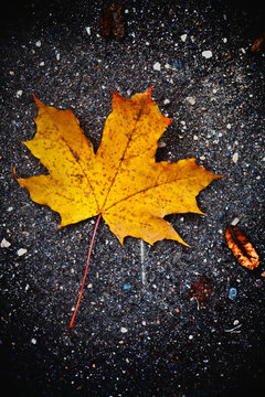 maple leaf © jonicartoon