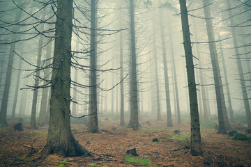 Scary mountain forest in dense fog - 63301107