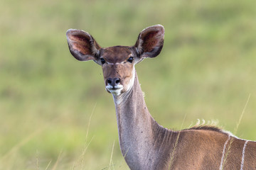 Buck in nature outdoor safari reserve park in Africa