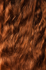 Obraz premium Włosy