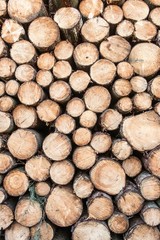 Baumst&auml;mme - Holz