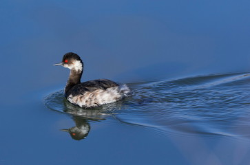 Podiceps nigricollis - Zampullin