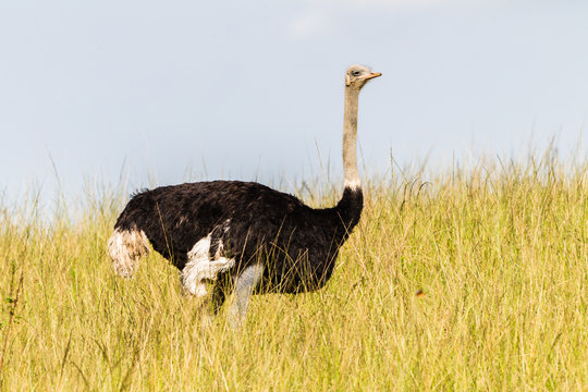 Ostrich in nature reserve park in Africa