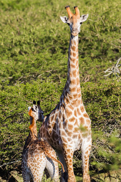 Giraffe in nature outdoor safari reserve park in Africa