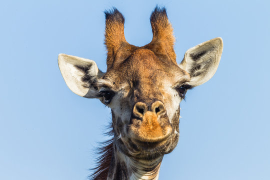 Giraffe in animal nature wildlife reserve park in Africa