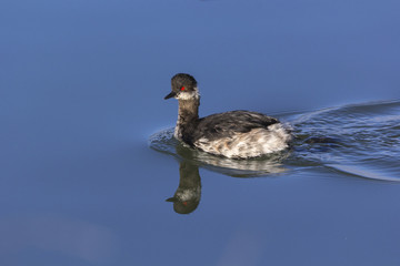 Podiceps nigricollis