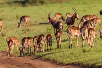 Naklejka na ściany i meble Buck in nature outdoor safari reserve park in Africa