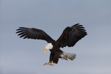 Fototapeta na wymiar Bald Eagle landing on tree snag