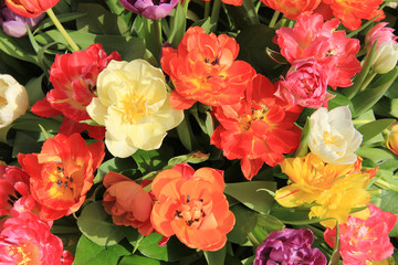 Fototapeta premium Multicolored tulip bouquet