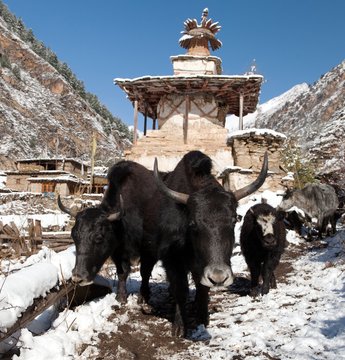 Group of yaks and village in Lower Dolpo