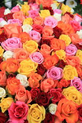 Multicolored wedding roses