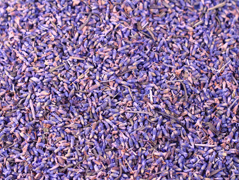 Fototapeta Purple lavender