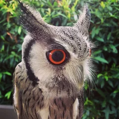 Tuinposter albert the owl © turleyt