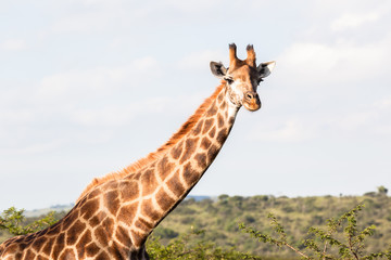 Giraffe in nature outdoor safari reserve park in Africa