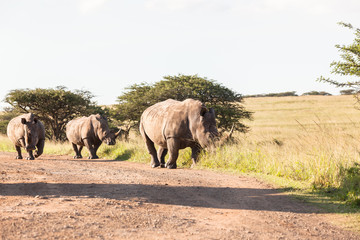 Naklejka premium Rhinos Wildlife Africa