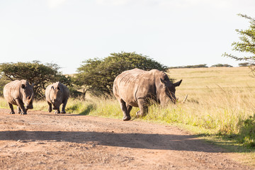 Rhinos Wildlife Africa