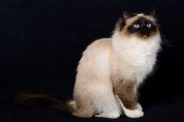 portrait de chats birman