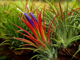 Air Plant-9